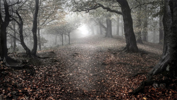 Картинка природа лес осень стволы туман деревья