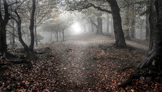 Обои картинки фото природа, лес, осень, стволы, туман, деревья