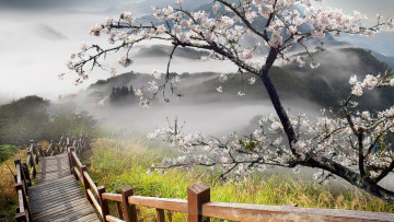 Картинка природа дороги дерево цветение трава лестница горы