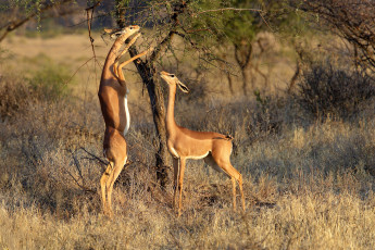 обоя gerenuk, животные, антилопы, гаренук, антилопа, китопарнокопытные, полорогие, млекопитающие, гаренуки