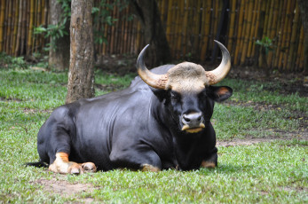 обоя asian gaur, животные, коровы,  буйволы, asian, gaur, мощь, бык, китопарнокопытные, полорогие, млекопитающее, рога, мышцы, гигант