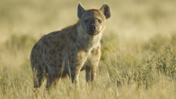 Картинка гиена животные гиены +гиеновые+собаки hyena гиеновые хищник млекопитающее шерсть когти оскал зубы африка