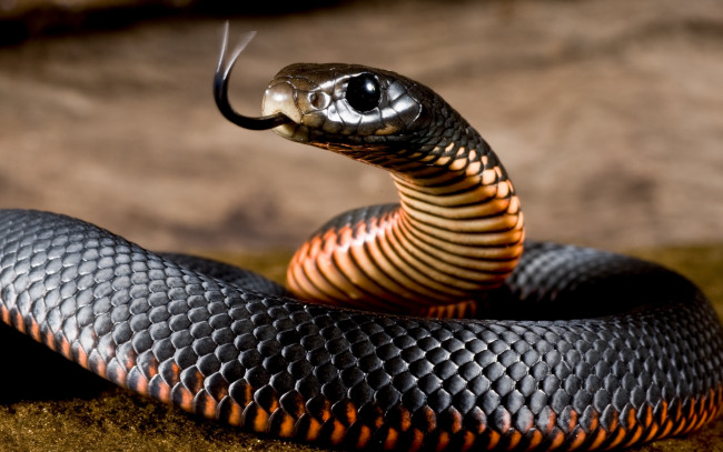 Обои картинки фото black mamba, животные, змеи,  питоны,  кобры, black, mamba, змея, пресмыкающиеся, чешуйчатые, хордовые