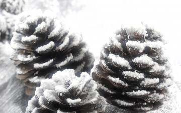 Картинка природа шишки +жёлуди +каштаны снег