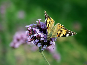 Картинка nectar животные бабочки