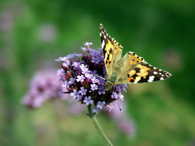 Обои картинки фото nectar, животные, бабочки