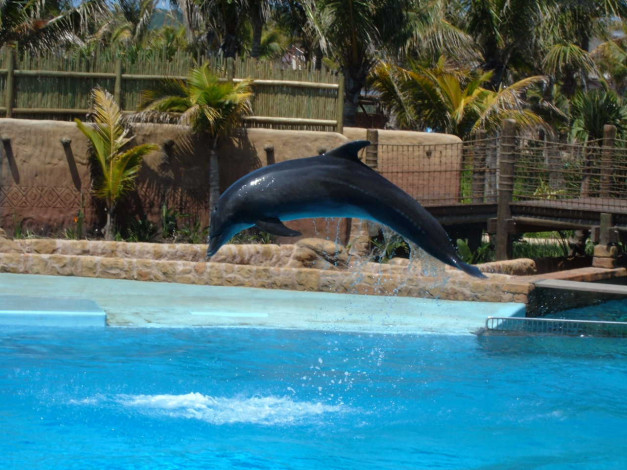 Обои картинки фото ushaka, afrique, du, sud, животные, дельфины