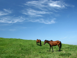 Картинка животные лошади