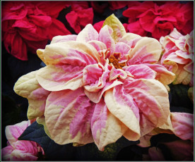 Картинка цветы пуансеттия бутон