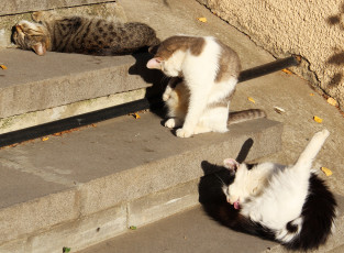 Картинка животные коты кошка кот ступени лестница