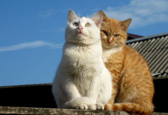 Картинка животные коты рыжий кот белый котэ