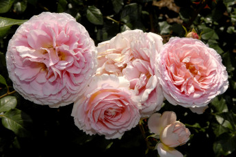 Картинка цветы розы большой бледно-розовый лепестки