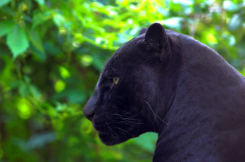 Картинка животные пантеры чёрный ягуар пантера