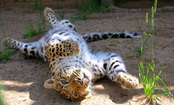 Картинка животные леопарды леопард котёнок