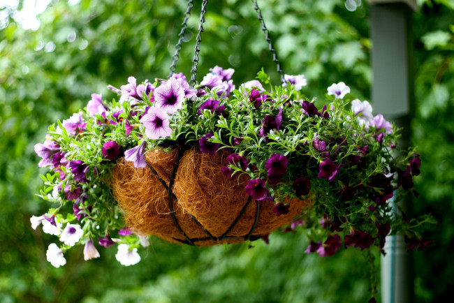 Обои картинки фото цветы, петунии, калибрахоа, вазон, фиолетовый