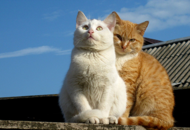 Обои картинки фото животные, коты, рыжий, кот, белый, котэ