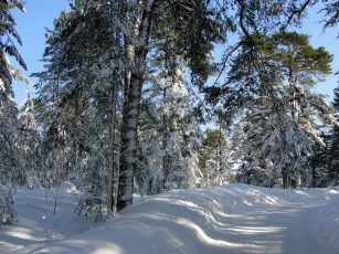 Картинка природа зима дорога лес снег