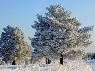 Картинка природа зима снег лес поле сосны