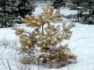 Картинка природа зима сосна поле лес снег