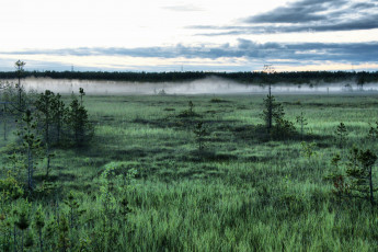 Картинка природа нижневартовска другое туман болото деревья трава нижневартовск