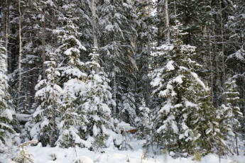Картинка природа нижневартовска зима деревья нижневартовск снег лес