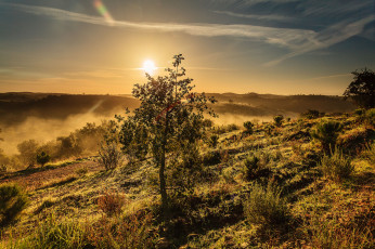 Картинка природа восходы закаты дерево долина пейзаж восход