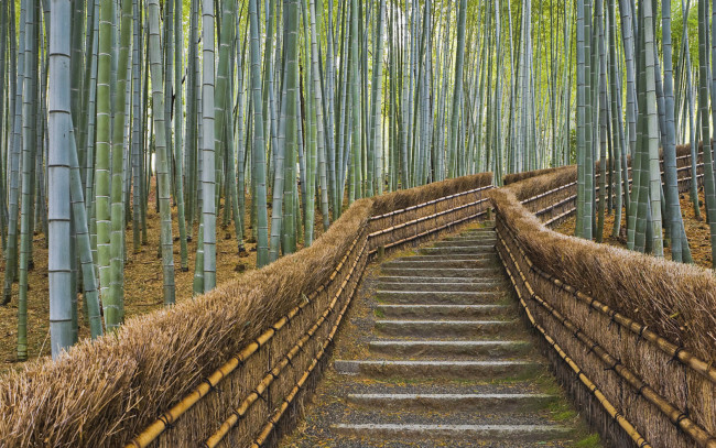 Обои картинки фото бамбуковый, лес, природа, дороги, бамбук, ступени, ограда