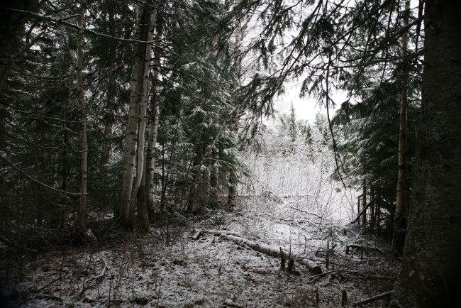 Обои картинки фото природа, нижневартовска, лес, нижневартовск, зима, снег, деревья