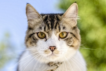 Картинка животные коты взгляд морда зживотное кот макро уши зеленые глаза