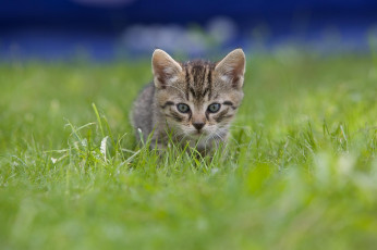 Картинка животные коты малыш серый котенок трава котик