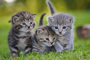 Картинка животные коты трава газон серые котята