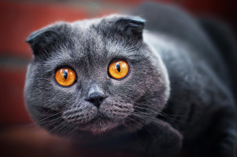 Картинка животные коты вислоухий пепельный серый кот взгляд