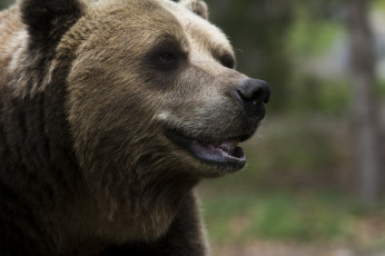Картинка животные медведи морда бурый