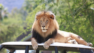 Картинка животные львы красавец зоопарк отдых лежит грива морда