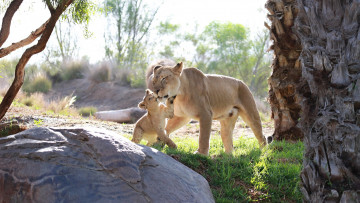 Картинка животные львы семья котёнок малыш детёныш пара львёнок мать львица кошки забота материнство любовь ласка игра