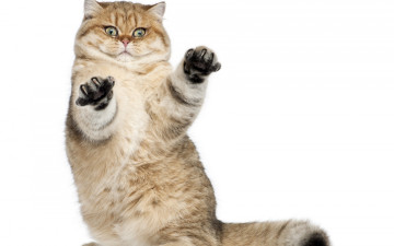 Картинка животные коты киса коте взгляд пушистый стойка лапы усы