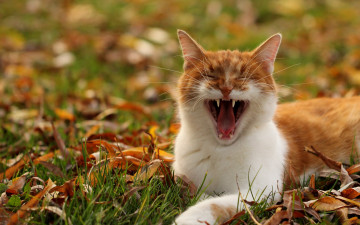 Картинка животные коты трава усы зевает мордочка рыжий кот