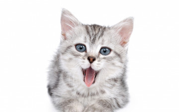 Картинка животные коты зевает взгляд котенок белый фон усы
