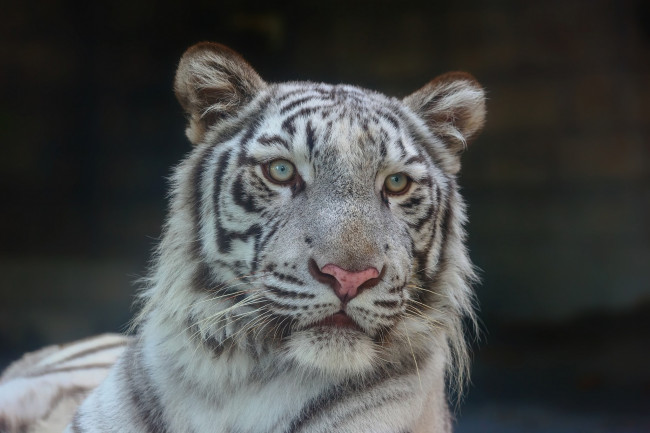 Обои картинки фото животные, тигры, белый, бенгальский, портрет, зоопарк, морда