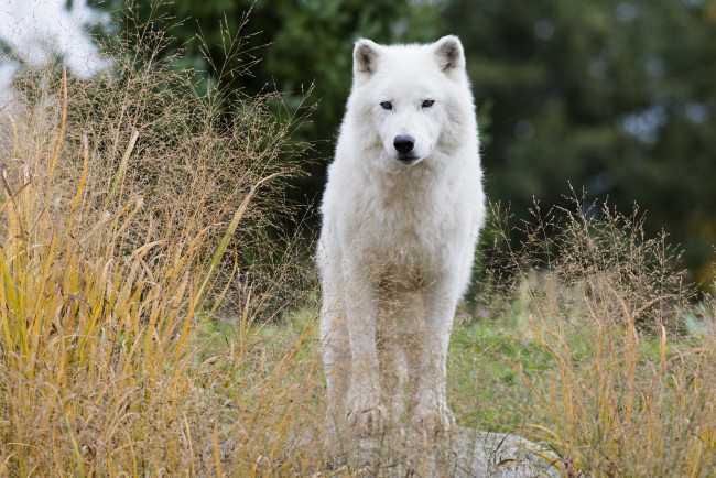 Обои картинки фото животные, волки,  койоты,  шакалы, белый, волк, наблюдение, хищник, трава