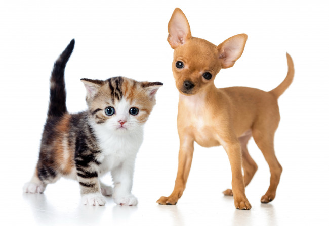 Обои картинки фото животные, разные вместе, щенок, котенок, Чихуахуа