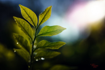 Картинка природа листья макро капли ветка блики свет зелёный