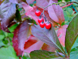 Картинка природа Ягоды ветка красные ягодки
