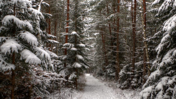 Картинка природа дороги лес дорога снег