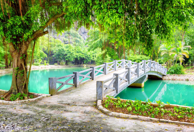 Обои картинки фото природа, парк, водоем, мостик, пальмы