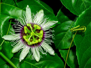 Картинка цветы пассифлора страстоцвет