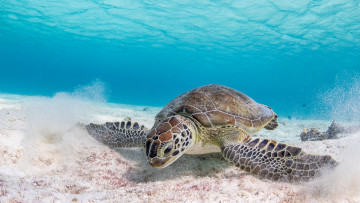 Картинка животные черепахи морская черепаха