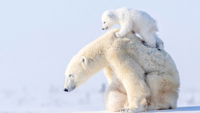 Обои картинки фото белый полярный медведь,  медведица с медвежонком, животные, медведи, белый, медвежонок, медведица, полярный, медведь, хищники, медвежьи, млекопитающие, снег, мороз, льды, шерсть, когти, пасть, клыки