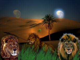 обоя ночь, пустыни, рисованные, животные, львы