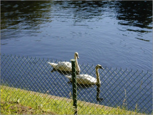 Картинка лебеди лебяжей канавке летний сад животные
